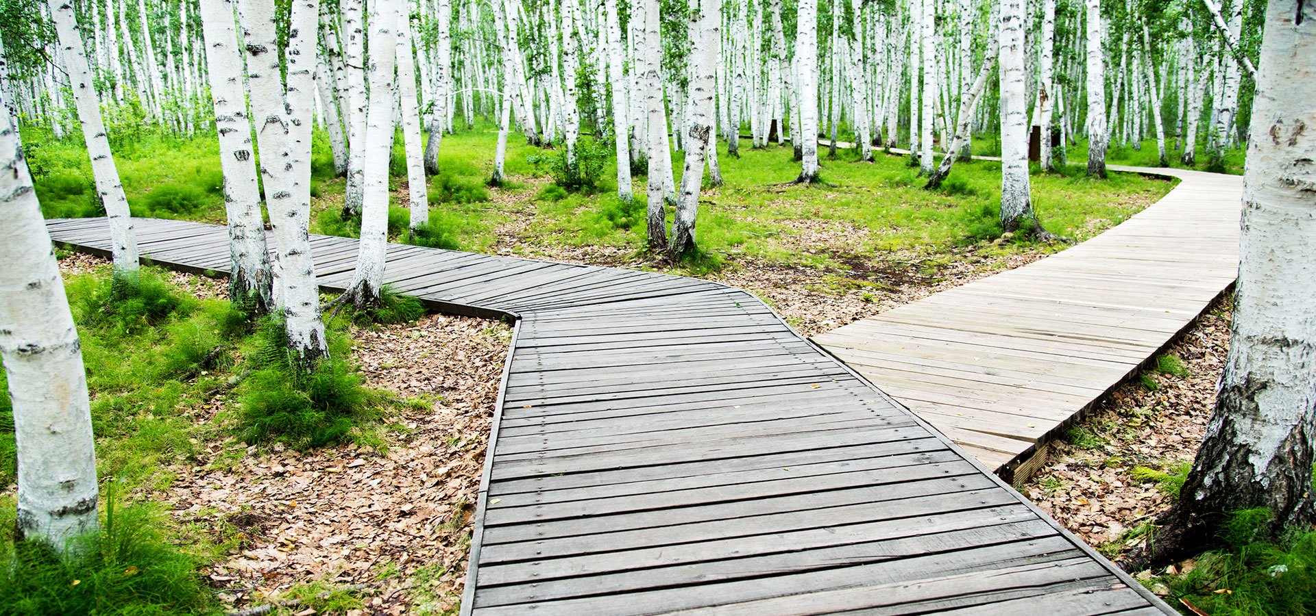 Two paths in a forest of trees