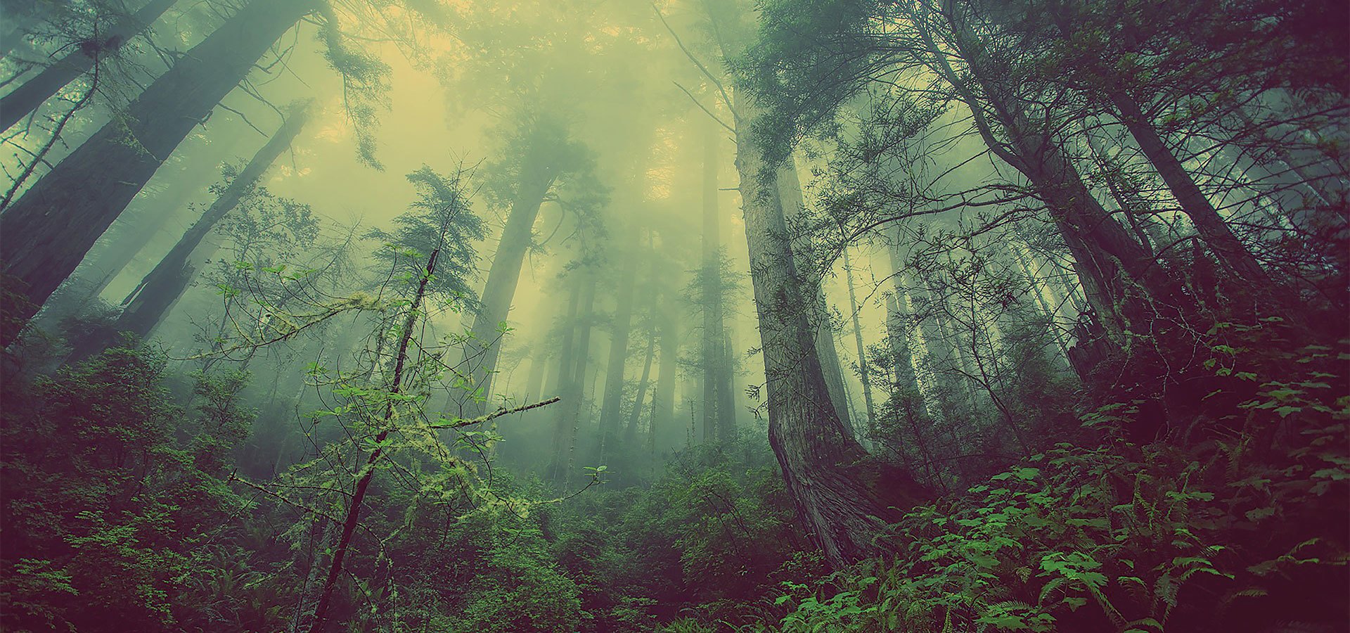 Looking up at trees in a forest