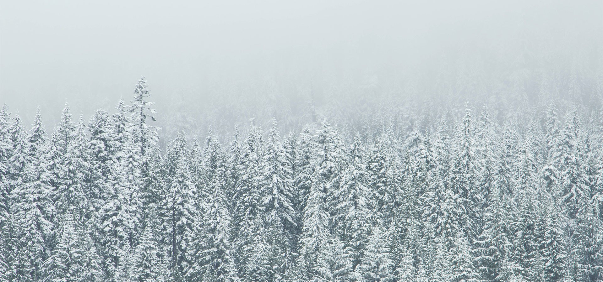 WordPress Survival Skills image of winter forrest